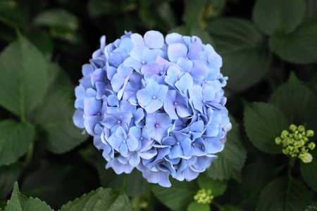 hydrangeaの写真素材