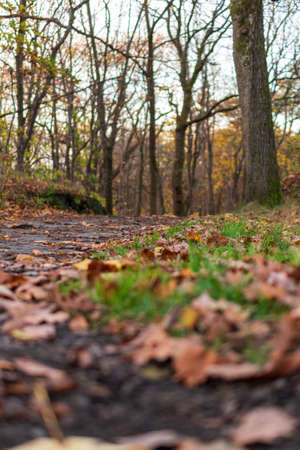 A cold but sunny autumn day in the forestの写真素材