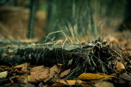 A gourgeus treetrunk deep in the woodsの写真素材