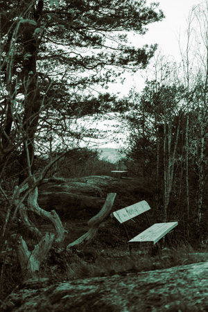 A bench in the woods and a crocked treeの写真素材