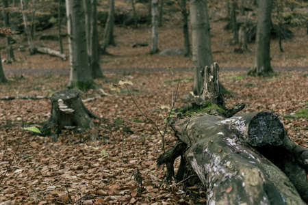 a cold autumn day in the forest