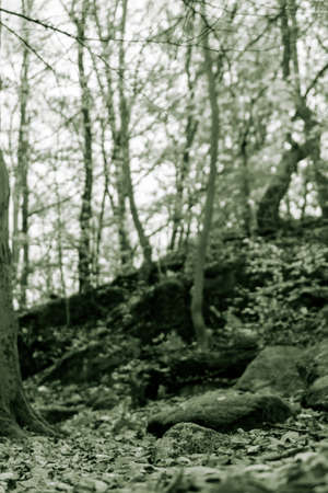 A lowdown shot in monochrome in the woods with leaves rocks and treesの写真素材