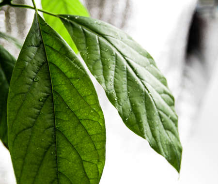 Green and healthy avocado plant leaves.の写真素材