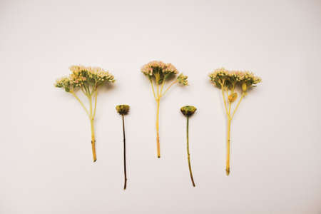 6 Wildflowers and herbs arrangement