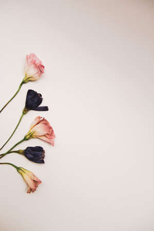 Lisianthus flowers (pink ang violet) arrangement on white backgroundの写真素材