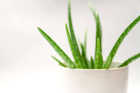 Blurred green aloe vera plant's leaves for backgroundの写真素材