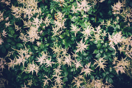 View from above on astilbe flowers.の写真素材