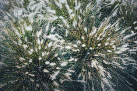 View from above on autumn grass.