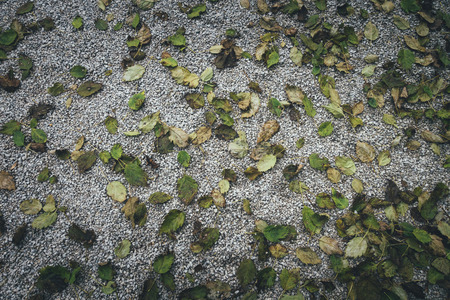 Dry leaves lying on the gravel path.の写真素材