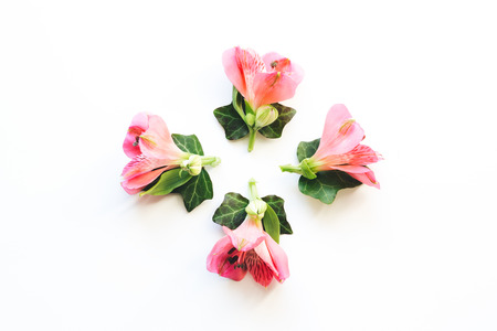 Alstroemeria flowers and green ivy leaves on white background.