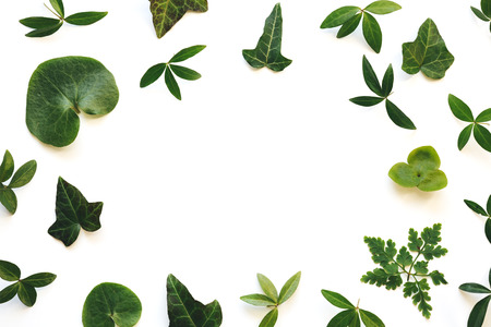 Frame with green leaves on white background.の写真素材