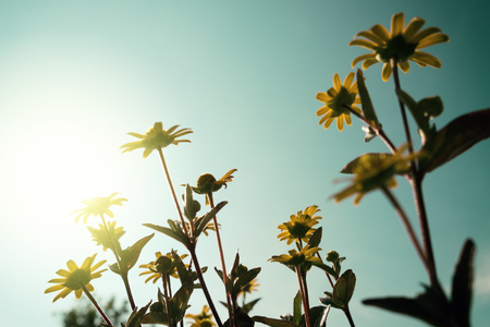 View from below on yellow flower blooming in a garden.の写真素材