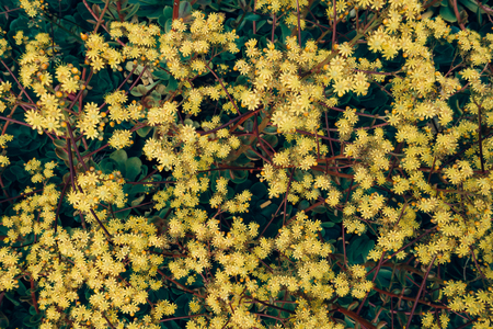 Full frame background with yellow flowers.