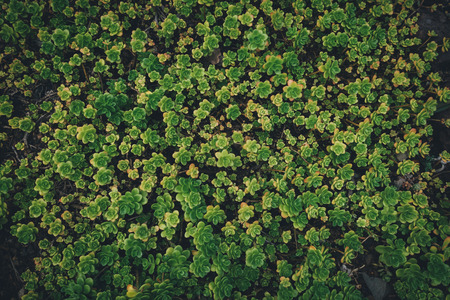 View from above on succulents growing in a botanical garden on Madeira.の写真素材