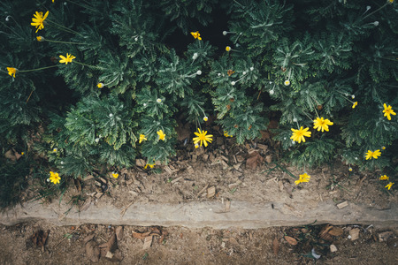 Background with yellow flowers.の写真素材