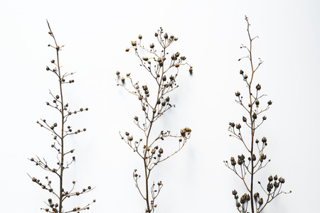 Three dry branches on white background.