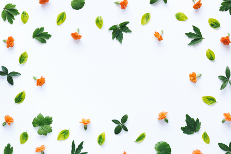 Orange flowers and green leaves arrangement on white background.の写真素材