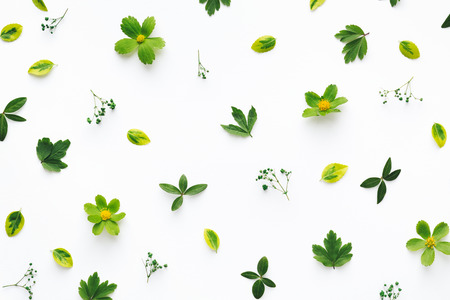 Spring green leaves arrangement on white background.