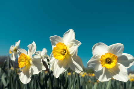Daffodilis blooming in the garden.の写真素材