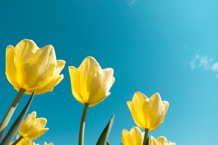 View from below on yellow tulips in the garden.の写真素材
