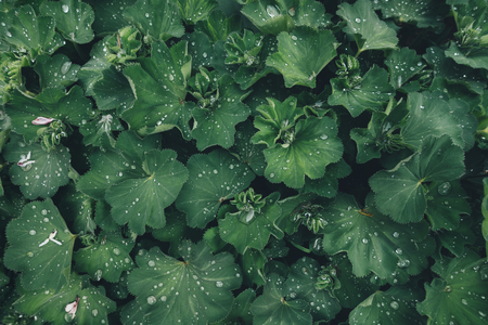View from above on green leaves with raindrops. Full frame.の写真素材