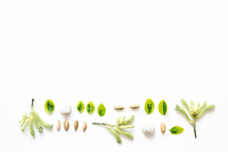 Border with leaves, seeds, and snail houses on white background.