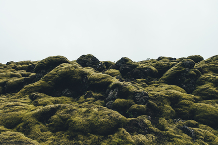 Volcanic landscape with moss in south Iceland.