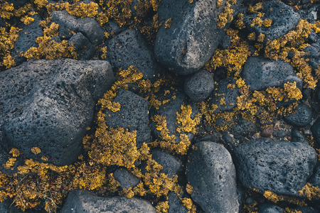 View from above on black volcanic rocks with yellow algae (Iceland west coast).の写真素材