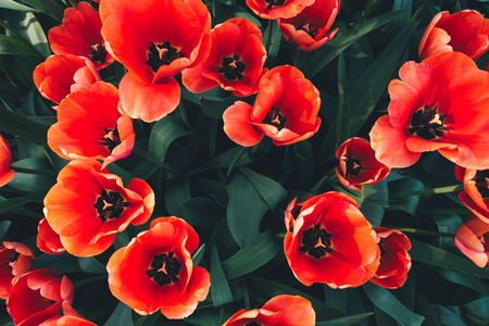 View from above on flower bed full of orange tulips.の写真素材