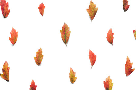 Autumn pattern with colorful leaves on white background. View from above.の写真素材