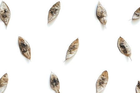 Autumn pattern with dry seeds on white background. View from above.の写真素材