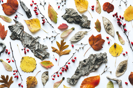 Autumn pattern with dry seeds, red berries, bark and colorful leaves on white background.の写真素材
