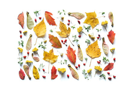 Autumn pattern with colorful leaves, red berries, seeds and yellow flowers on white background.の写真素材