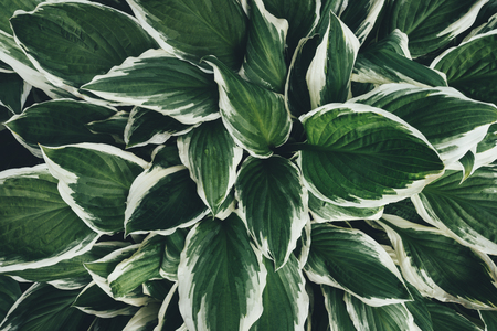 Background with green hosta leaves. Full frame. View from above.の写真素材