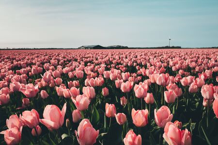 Pink tulip field in Holland.の写真素材