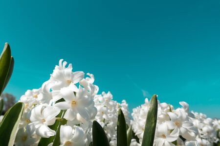 Close-up of white hyacinthus in bloom.の写真素材