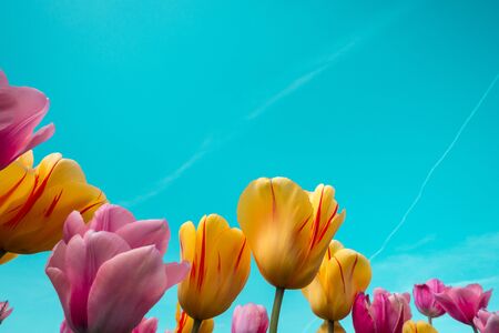 Colorful tulips blooming in the garden.
