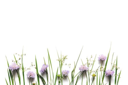 Soft purple meadow flowers (field scabious) and green grass on white background. Copy space. Flat lay. View from above.の写真素材