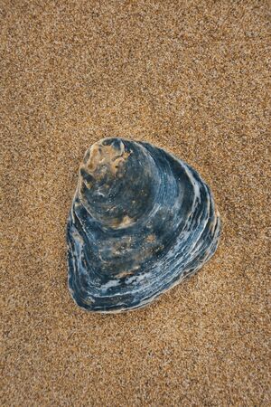 Close-up of a shell lying on the beach. View from above.