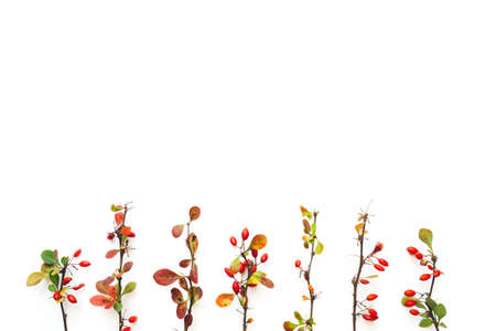 Autumn colored twigs (leaves) on white background. View from above. Copy space. Flat lay.の写真素材