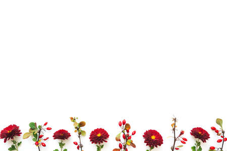 Autumn colored twigs (leaves) and red flowers on white background. View from above. Copy space. Flat lay.の写真素材