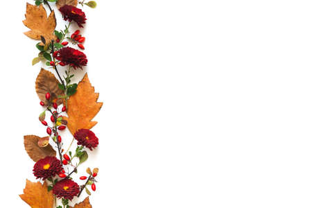 Autumn colored twigs (leaves) and red flowers on white background. View from above. Copy space. Flat...