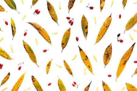 Autumn colored leaves on white background. View from above. Flat lay. Full frame. Cut out.の写真素材