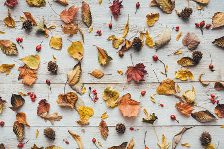 Autumn colored dry leaves, cones and red berries on white wooden planks. View from above. Flat lay....