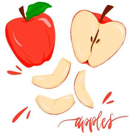 Red apple vector illustration isolated on white background. Apple fruit vector illustration.の写真素材