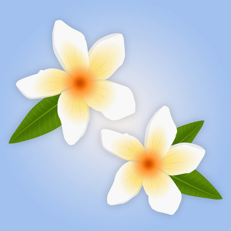 Frangipani Illustration a famous flower in South East Asia including Bali Indonesia and Thailand. This flower is a native to the tropical and sub tropical Americas.のイラスト素材