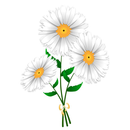White daisies isolated on a white background. Vector illustration.のイラスト素材