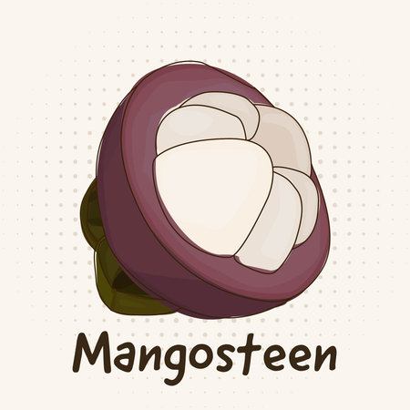 Tropical fruit Mangosteen illustration with line sketch outlines art style.のイラスト素材