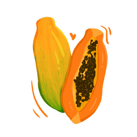 Papaya fruit isolated on a white background. Vector illustration.の写真素材