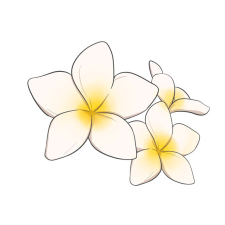 Frangipani Flower Illustration Cartoon Stylized Simpleの写真素材
